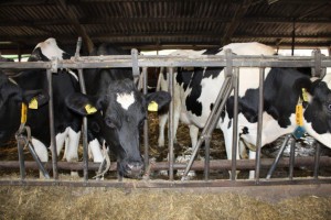 frei stehende Kühe auf dem Biohof Hemme-Milch